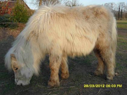 Mini- Shetland- Palomino- Stute zu verkaufen