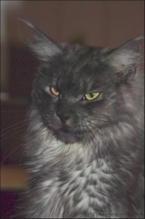 Black smoke Maine Coon Dame
