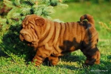 Shar Pei Welpe mit VDH-Papieren abzugeben