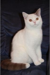 BKH Kater sucht ein neues Zuhause.