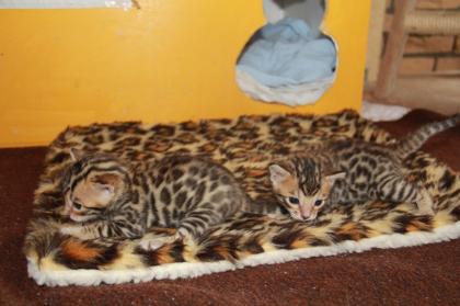 Atemberaubende Minileoparden