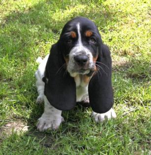 Bloodhound Welpen mit Papieren