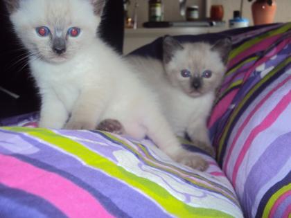 Siam kitten LILAC POINT