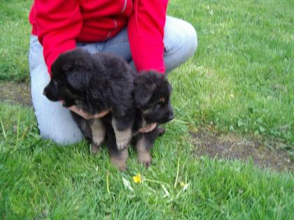 Langstockhaarschäferhunde-Welpen altdeutsche abzugeben