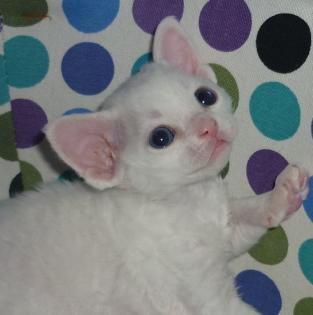 Devon Rex Süße Katzenbabys