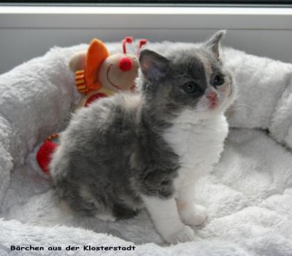 Echte Selkirk Rex Kätzchen, besondere Katzen für besondere Menschen