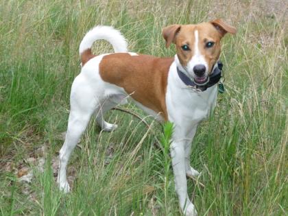 Jackrussel-Basengi-Mix such neues zu Hause