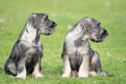 MITTEL Schnauzer Pfeffer-Salz WELPEN