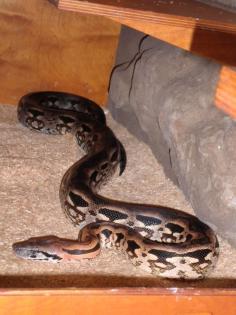 Wg. Zuchtaufgabe Acrantophis madagascariensis Zuchtpaar