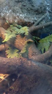 3 Grüne Wasseragamen Physignathus cocincinus