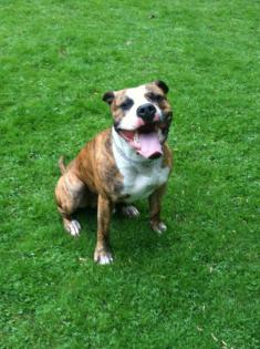 American Staffordshire Terrier Iron sucht ein Zuhause