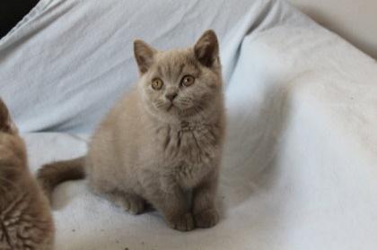 BKH Kater in lilac nähe Koblenz
