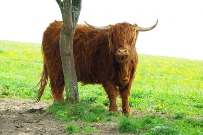 Schottische Hochlandrinder zu verkaufen
