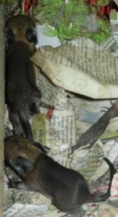 Degus abzugeben