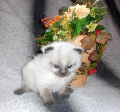 Ragdoll Bärchen Ende Juli zu vergeben