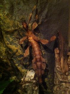 Extatosoma tiaratum / Gespenstschrecken verschiedene Stabschrecken