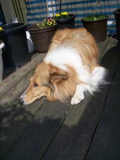 Collie abzugeben, wegen Umzug