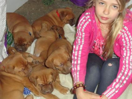Verkaufe Bordeauxdoggen Welben