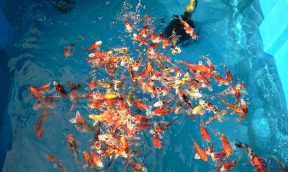 Japan - Euro - Koi - Teich - Futter