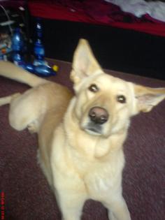 Schäferhund/Husky mix Dringend Preis Verhandelbar