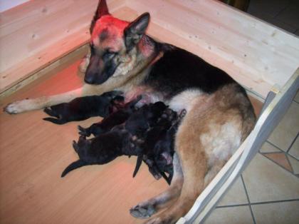 Reinrassige Schäferhundwelpen