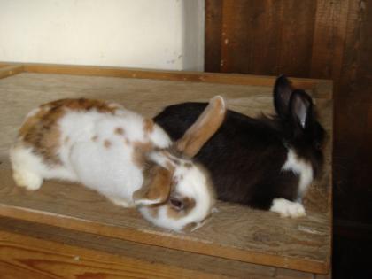 Kaninchen aus eigener Hobbyzucht zu verkaufen.