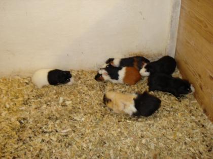 Meeris bzw. Meerschweinchen aus privater Hobbyzucht zu verkaufen.