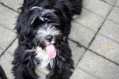 Tibet Terrier Welpen geb. am 24. 03. 2021 1 Rüden und 1 Hündinnen