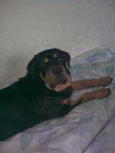 Rottweiler Rüde 8 monate. 23. 05. 12