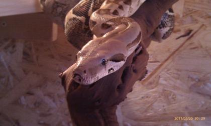 Boa Constrictor 1. 0 mit allem drum und dran abzugeben