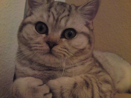 BKH Katze