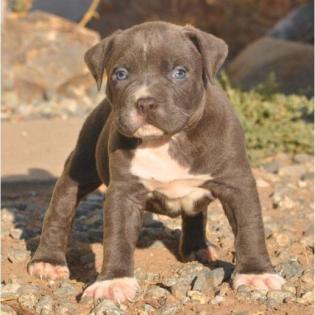 American Pit Bull terrier
