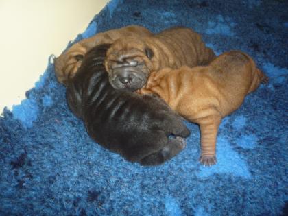 Sharpei Welpen Rüden