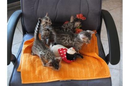 Extra-Klasse Bengal-Katzen TICA-EU