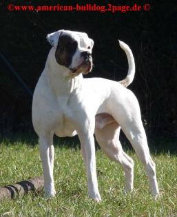 American Bulldog Deckrüde ausgewertet HD ED OCD frei