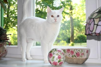 Türkisch Van Katze