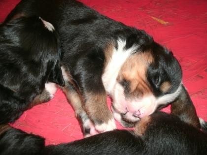 Wunderschöne reinrassige Berner Sennen Welpen weiblich