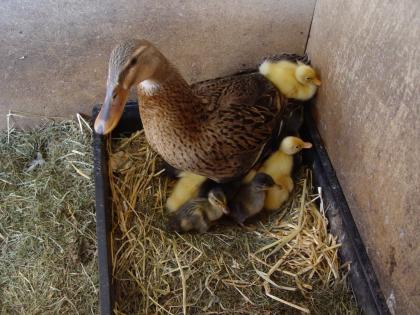 Indische Laufenten Schneckenenten Küken