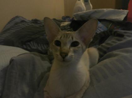 Suche eine gute besitzerin für meine orientalische kurzhaar katze siam