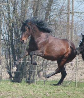 Junger Andalusier Hengst PRE, Pura Raza Espanola mit Papieren, mit Handicap
