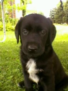 Schäferhund-Münsterländer Welpen