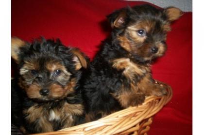Yorkshire Terrier 9 Wochen 250, - Euro mit Ahnentafel, geimpft und mehrfach ent