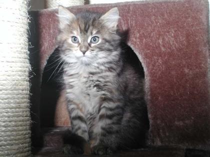 Sibirische Katzenkinder suchen ein neues liebevolles Zuhause