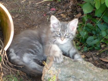 Typisch maine coon