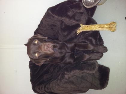 Biete gesunden, muskulösen schoko-labrador reinrassig zum decken an. KEIN VERKAUF