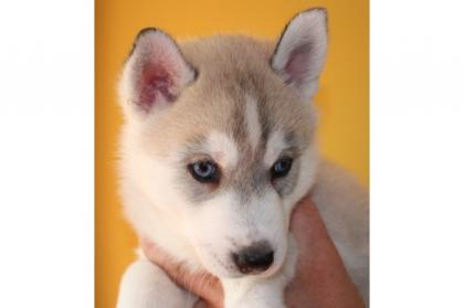 2 süße Siberian Husky Welpen der Suche nach einem anderen Zuhause