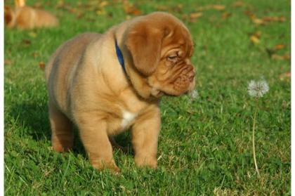 Süße Bordeauxdogge welpe m. Stammbaum