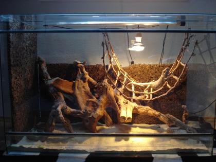 Bartagamenpaar inkl. Terrarium