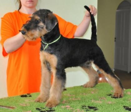 Airedale Terrier Rüde