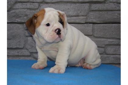English Bulldog Zucht stellt eigenen TOP FCI-Deckrüden in weiß zum decken frei.